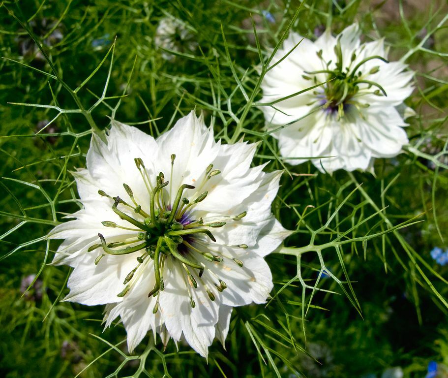 500+LOVE IN A MIST Flower Seeds Flowering Annual Cut Dried Flowers Container