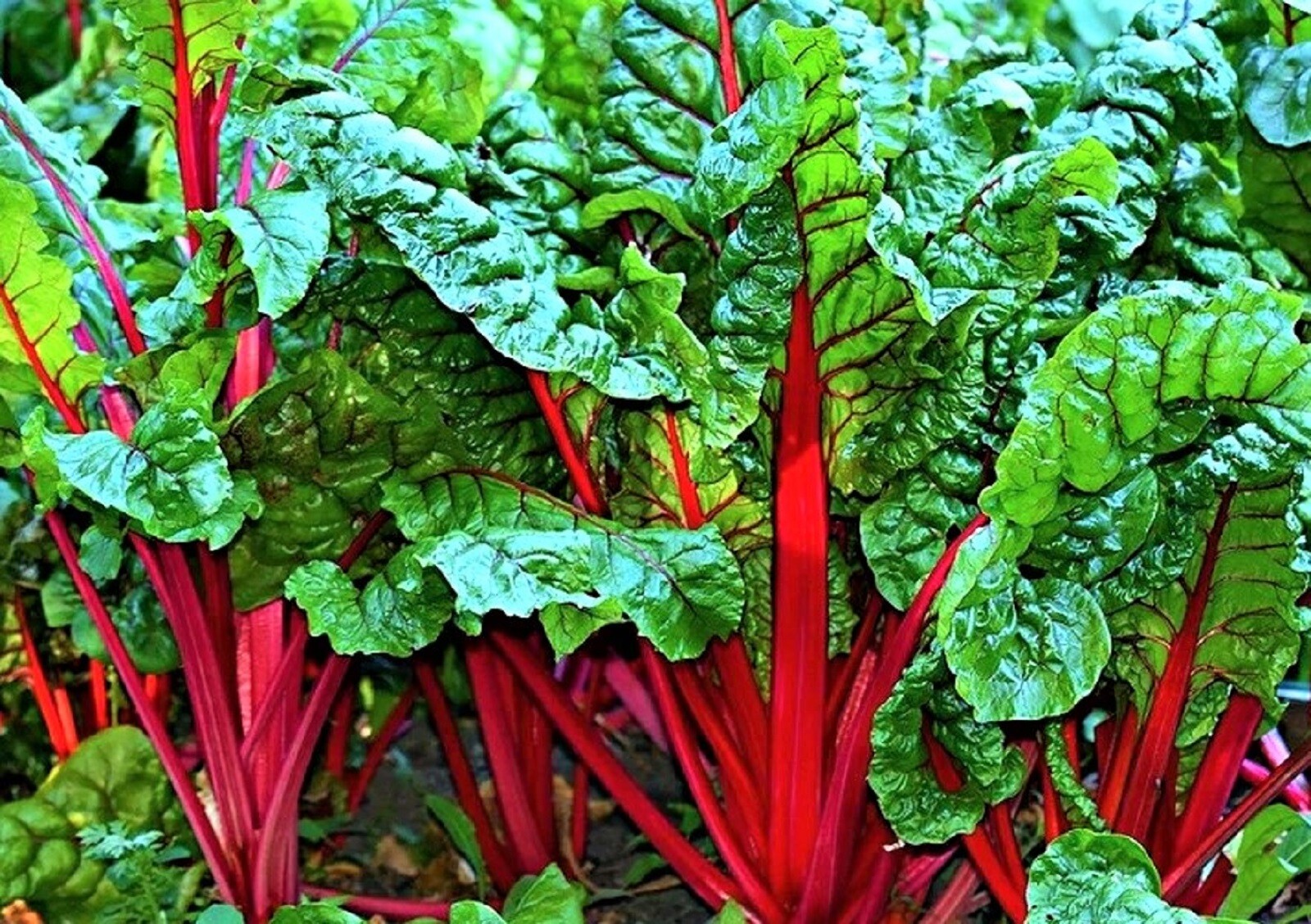 Ruby Red Swiss Chard Seeds NON-GMO 100+ SEEDS –BUY 4 ITEMS FREE SHIPPING