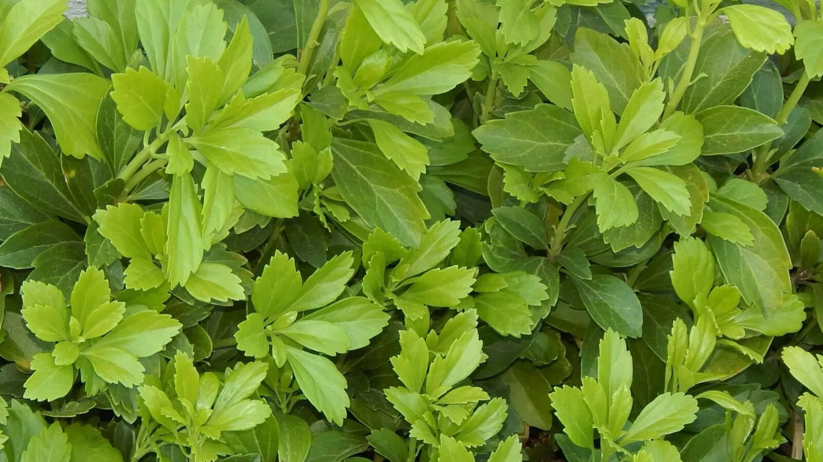15 + Pachysandra cuttings Japanese Spurge Ground Cover Evergreen Perennial