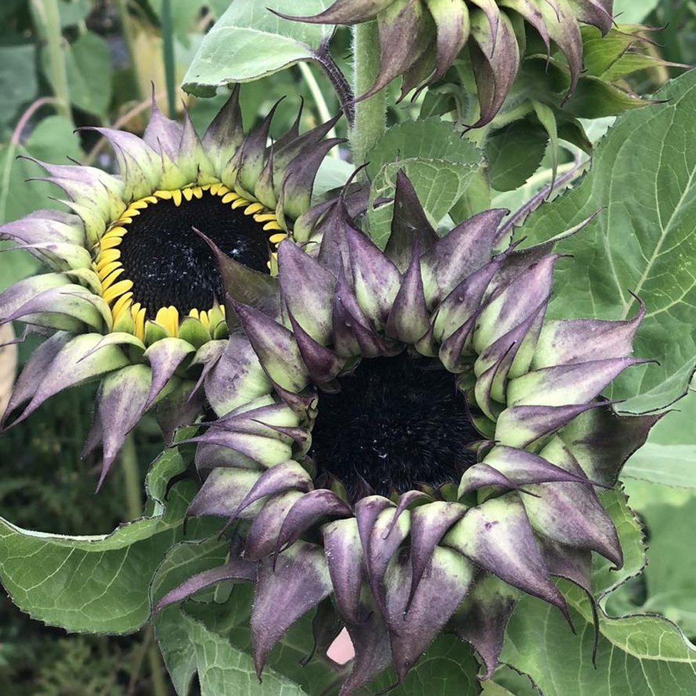SunFill Purple Sunflower Seeds Free Shipping!