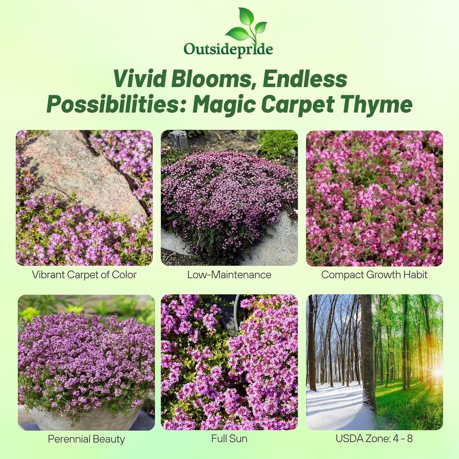 500 Pack of GMO-Free Magic Carpet Creeping Thyme Seeds for Vibrant Landscapes