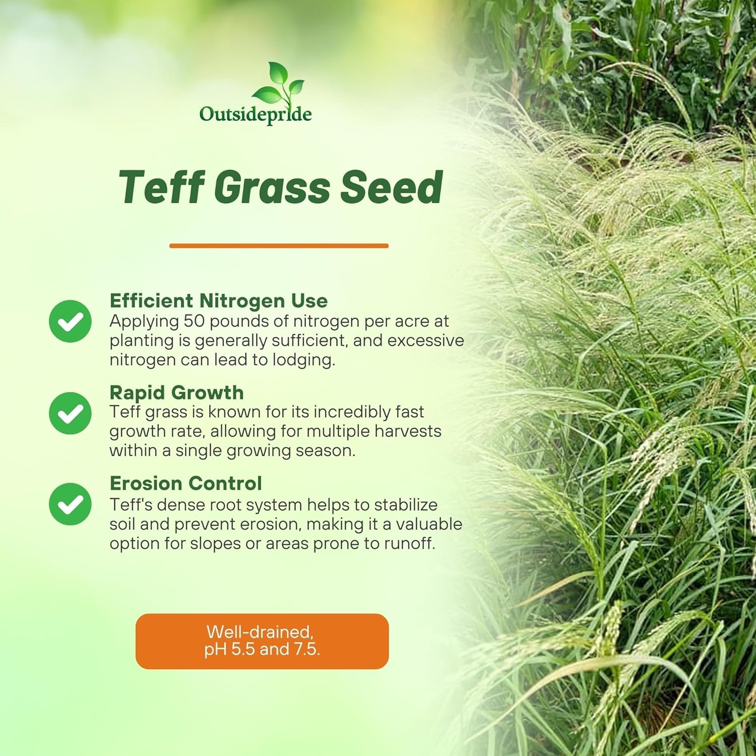 5 LBS – Coated Teff Annual Pasture Grass Seed For Cattle, Horses, & Livestock