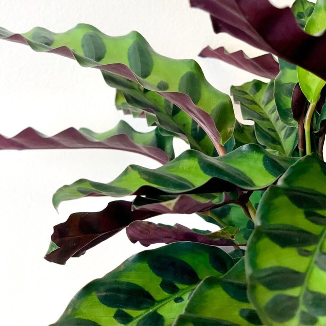 American Plant Exchange Live Calathea Rattlesnake – 4-Inch Pot – Pet-Friendly Tr