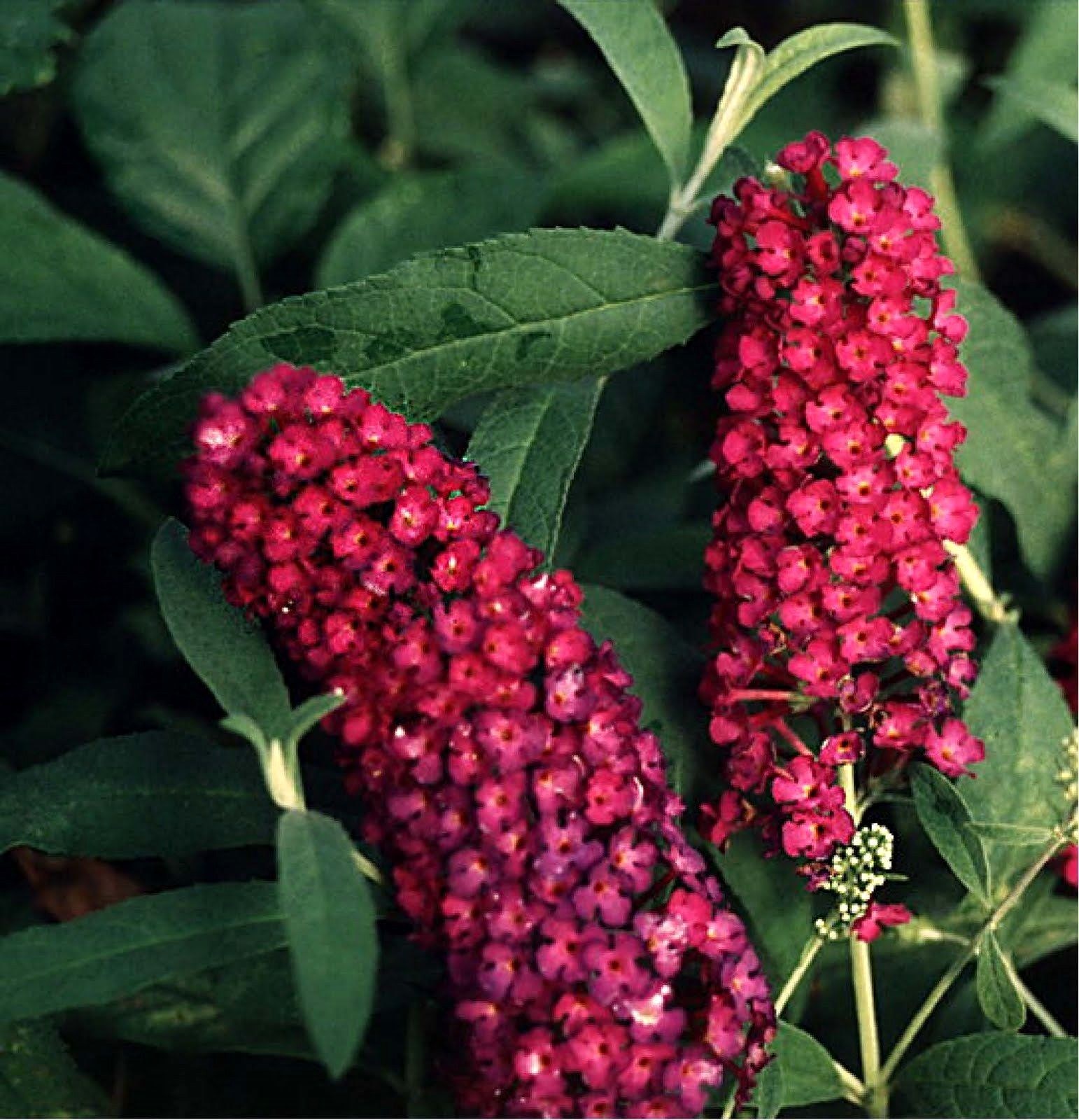 Custom Butterfly Bush Mix Seeds 150 Seeds- Easy to grow -Comb S/H See our store