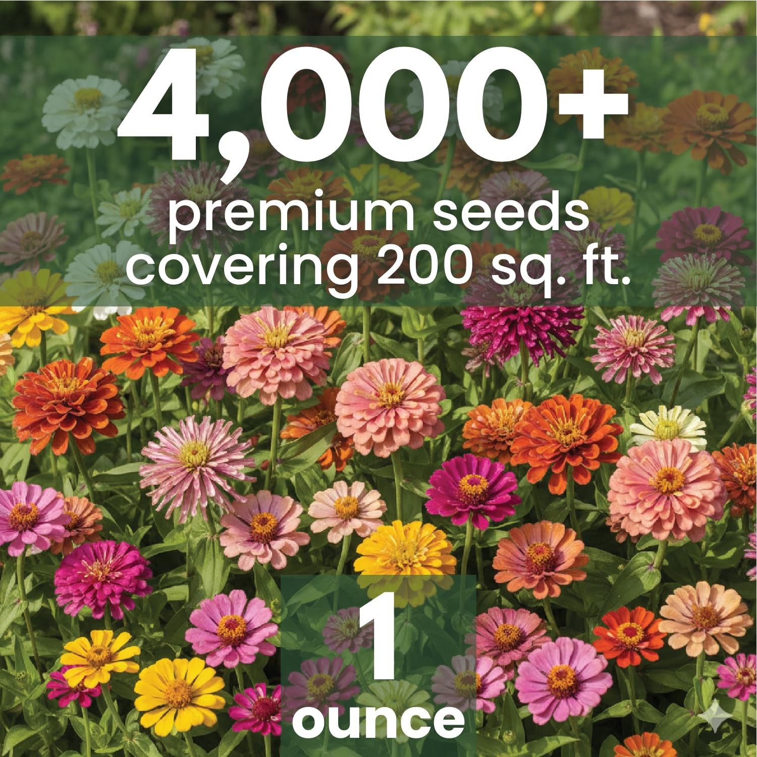 Zinnia Seeds Crazy Blend – 4,000 Vibrant Seeds – 1 Ounce Pouch – Easy to Grow
