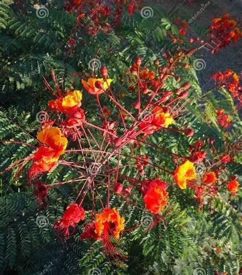 12 Ceasalpinia pulcherrima Houseplant Seeds “Pride of Barbados”