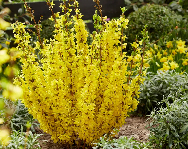 Lynwood Gold Forsythia Bushes – Live Plant 6-12″ Tall – Yellow in 4″ Pot