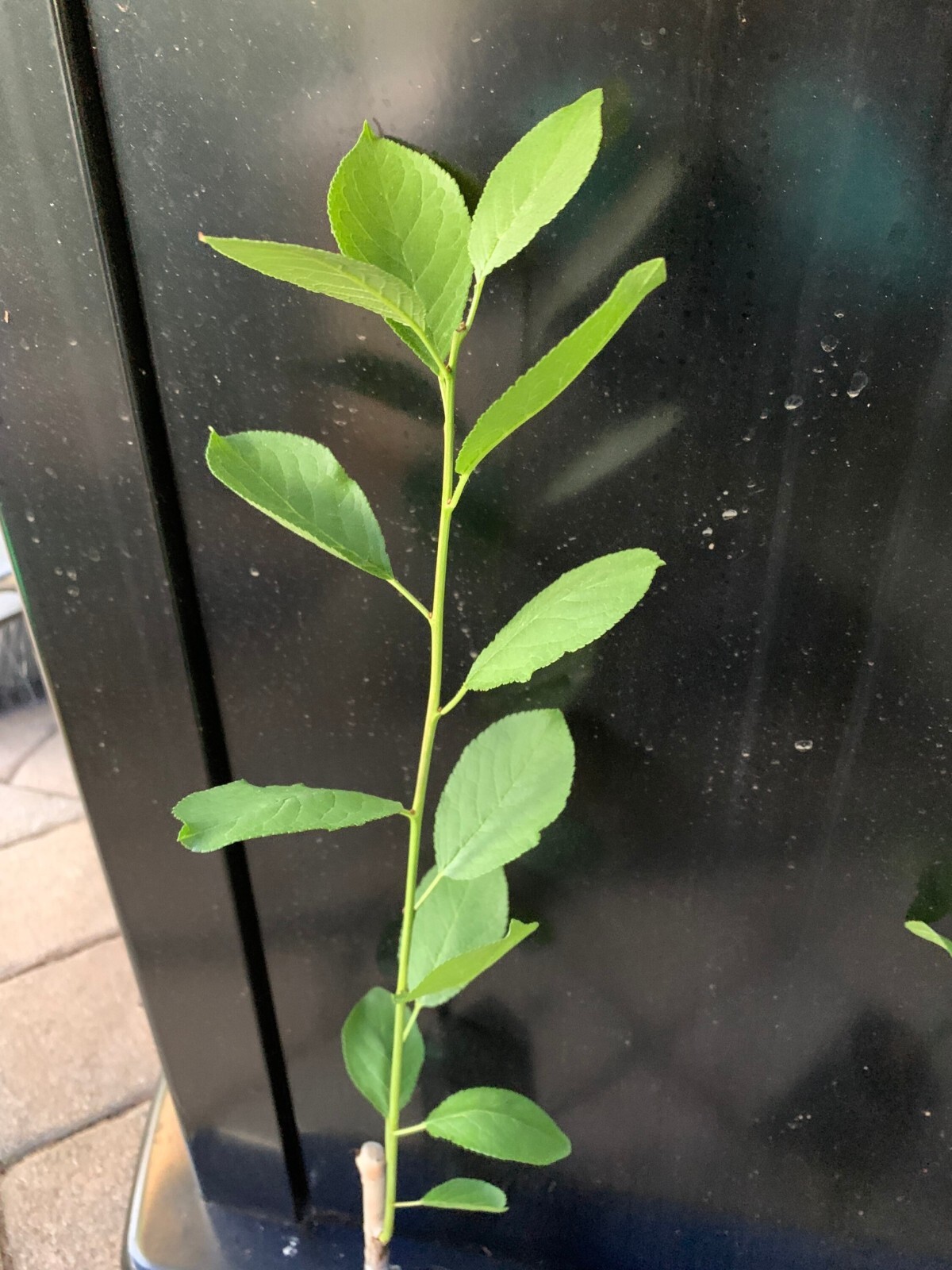 36-48″ tall French Prune, bare root, 1 grafted plant, 2 year old