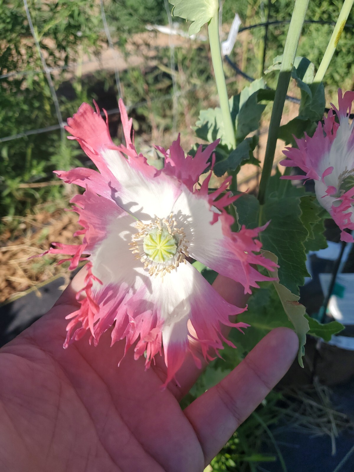 TRUE Galania Izmir Afghan Special Poppy Seeds 1500 Count Indoor/Outdoor