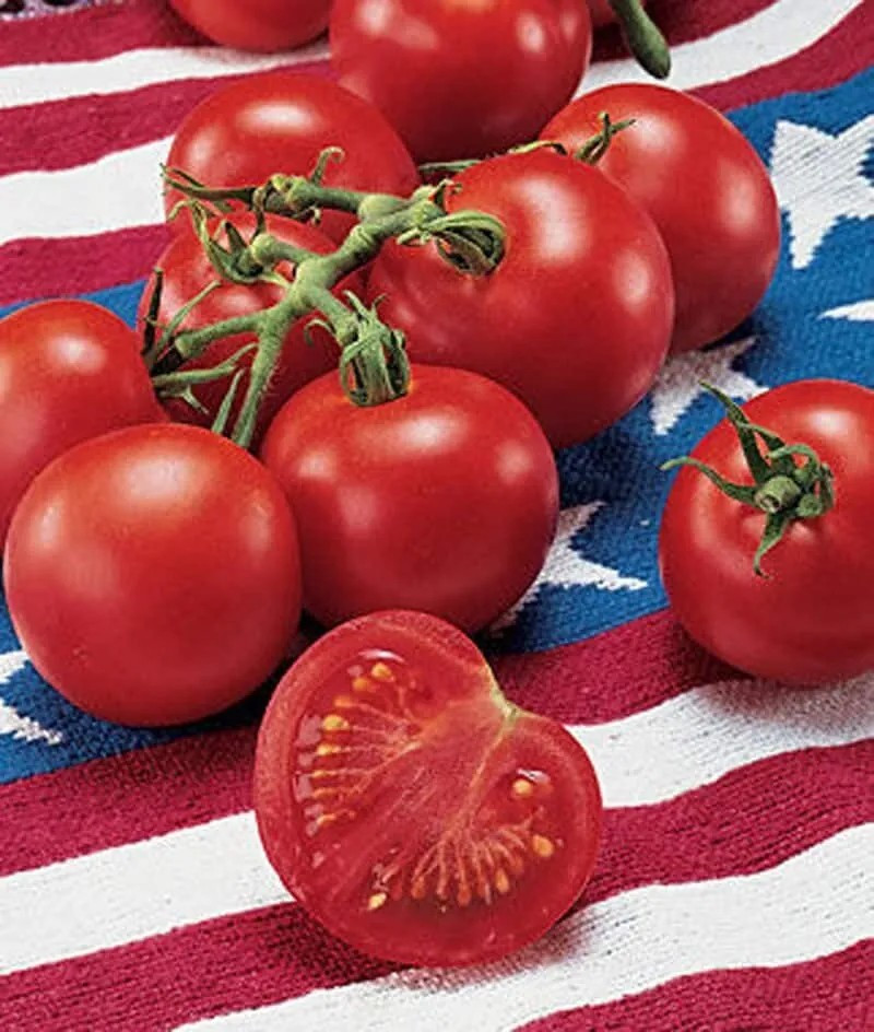 120+ 42 Day tomato Seeds – Fastest Tomato in the World to Ripen —- Heirloom
