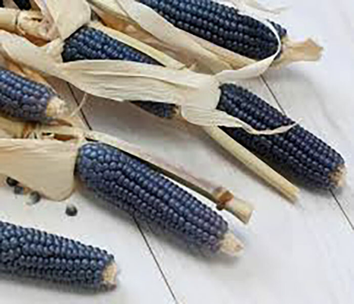 Tlaxcala Cónico Blue MEXICAN HEIRLOOM Corn seeds (30) / TORTILLA CORN / RARE