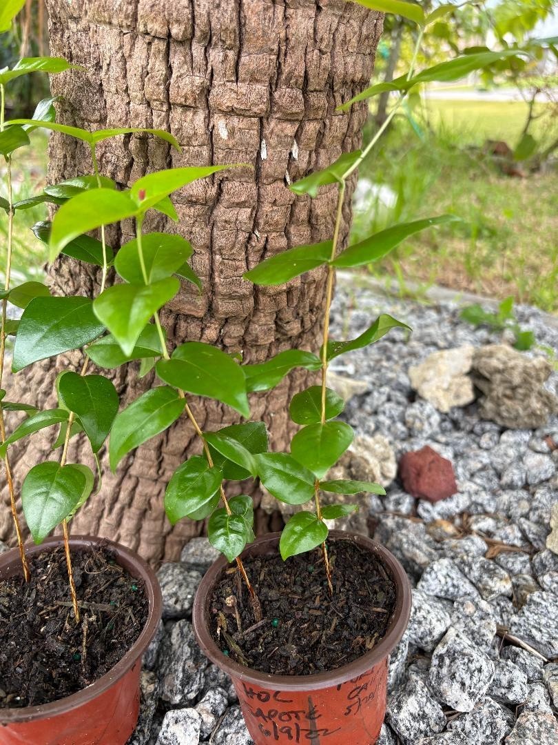 2 MO DOUBLE SURINAM CHERRY BLACK (EUGENIA UNIFLORA) LOLITA CULTIVAR (NOT GRAFT)