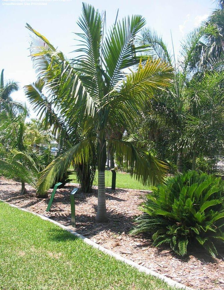 12 Kentiopsis Oliviformis palm tree seeds + Free Gift R
