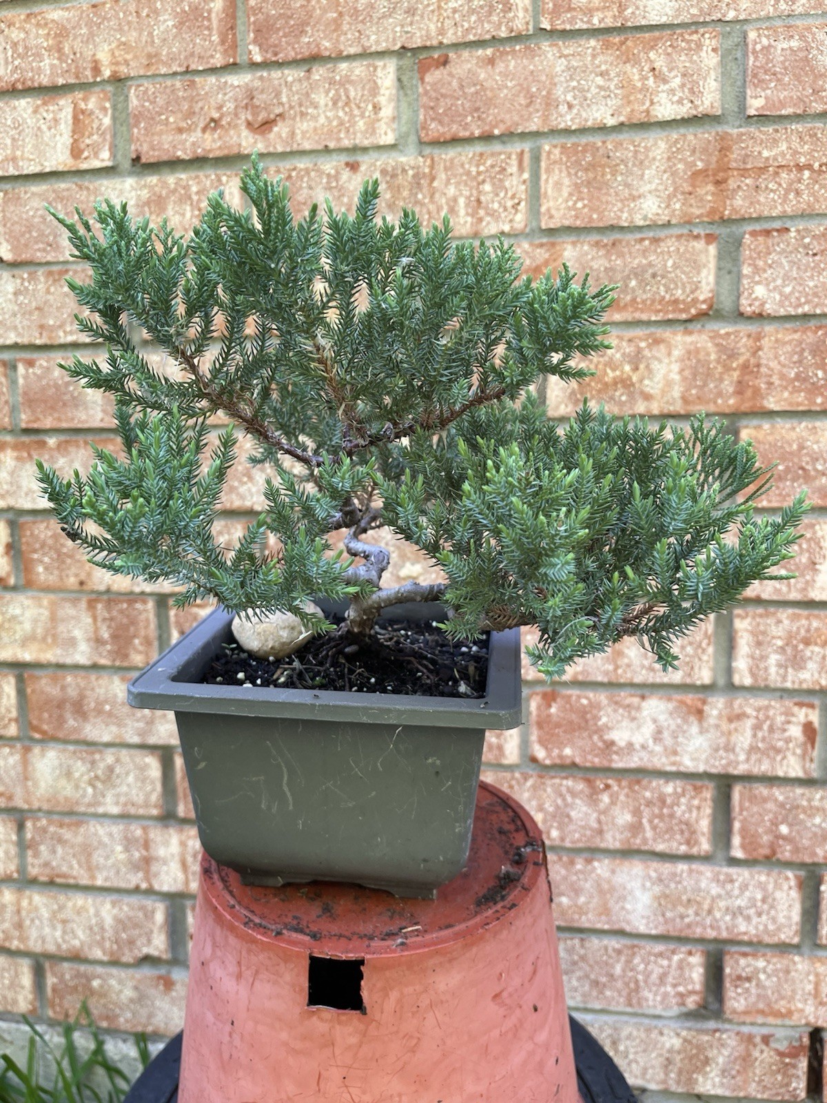 San Jose Juniper Bonsai Thick Twisted Trunk