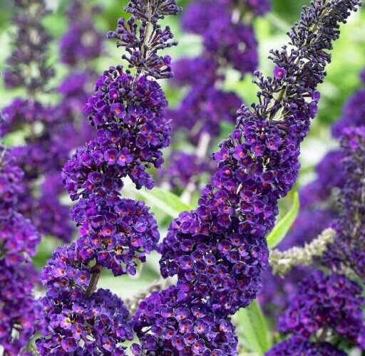 Buddleja Davidii 7 PURPLE BUTTERFLY BUSH 6” Live Flower Plant Unrooted Cuttings
