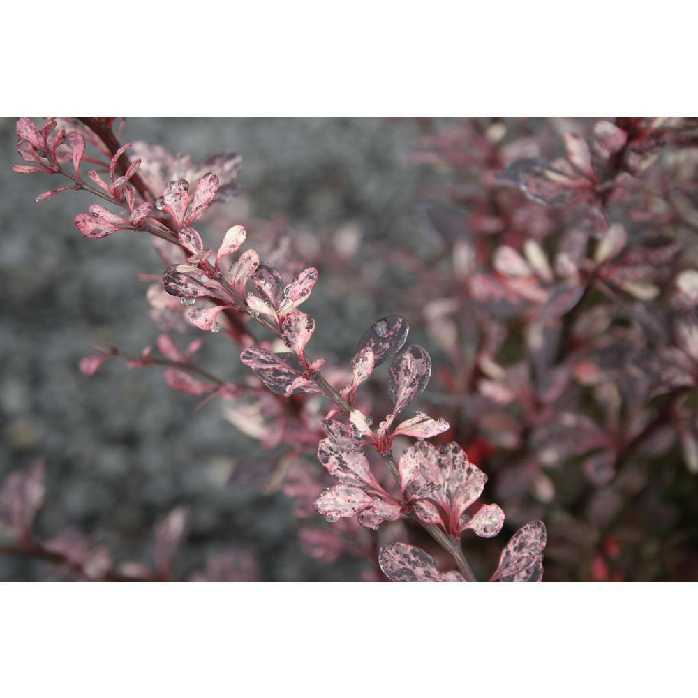 2.5 Qt. – Rose Glow Barberry Live Shrub with Deep Red, Purple Folliage and Pink