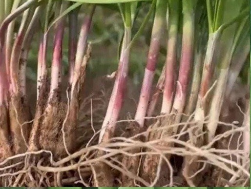 Purple Garlic Chives Plants Bare Root the Strongest Fragrant vs White Herb 紫根韭菜