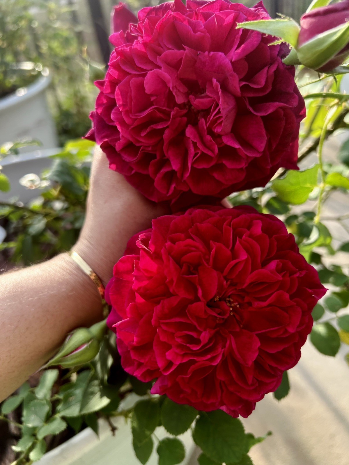 Ausbernard Shrub Rose Plant UNROOTED CUTTINGS 3 Fresh Cuttings 6” LONG