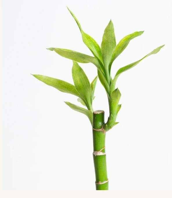 30 Stalks of Straight Lucky Bamboo Bare Root Evergreen Tropical Houseplant