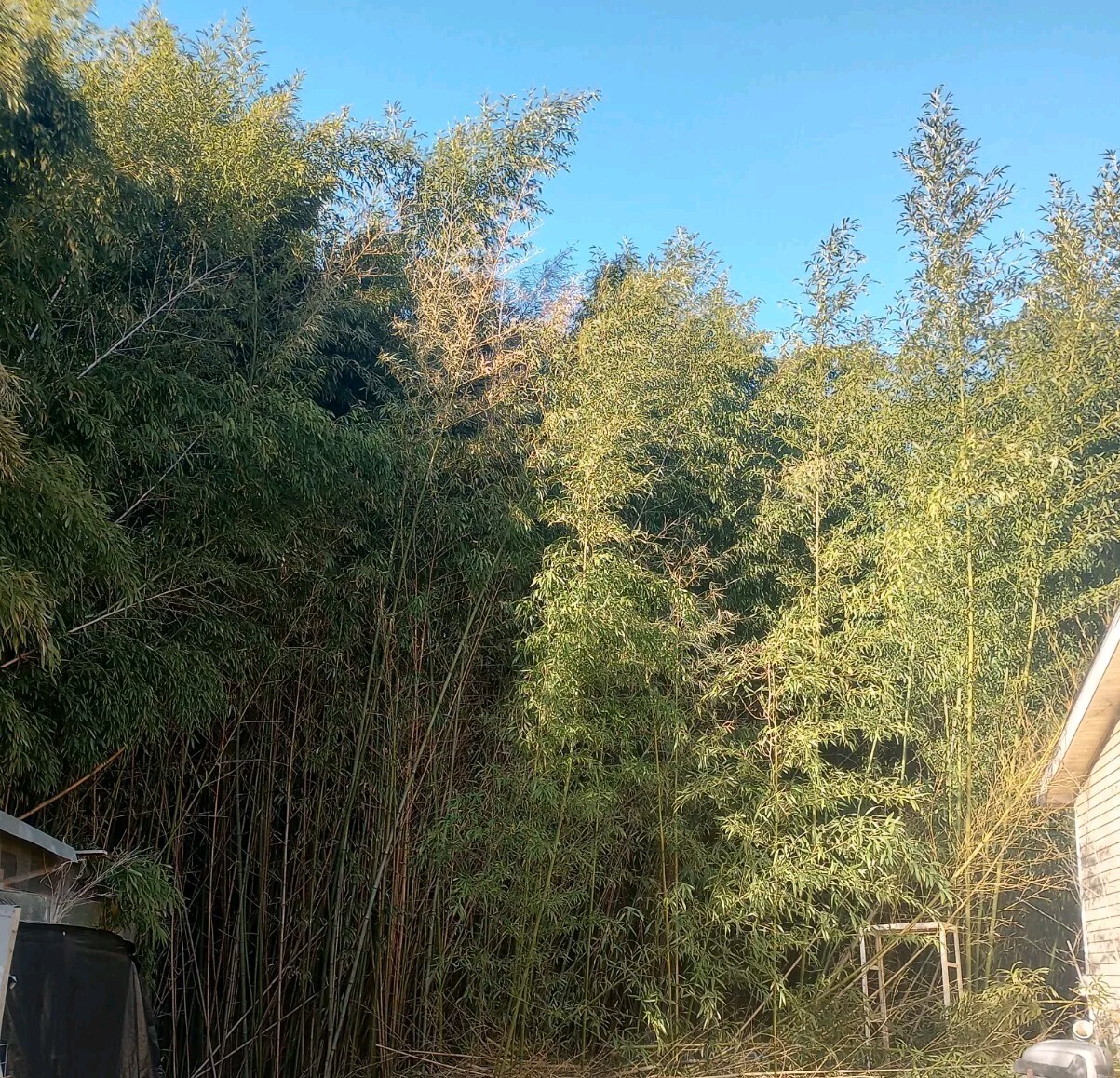 1 Bamboo Plant Live 3″ Vivax Starter Planting Now All Season Fast Tall Timber