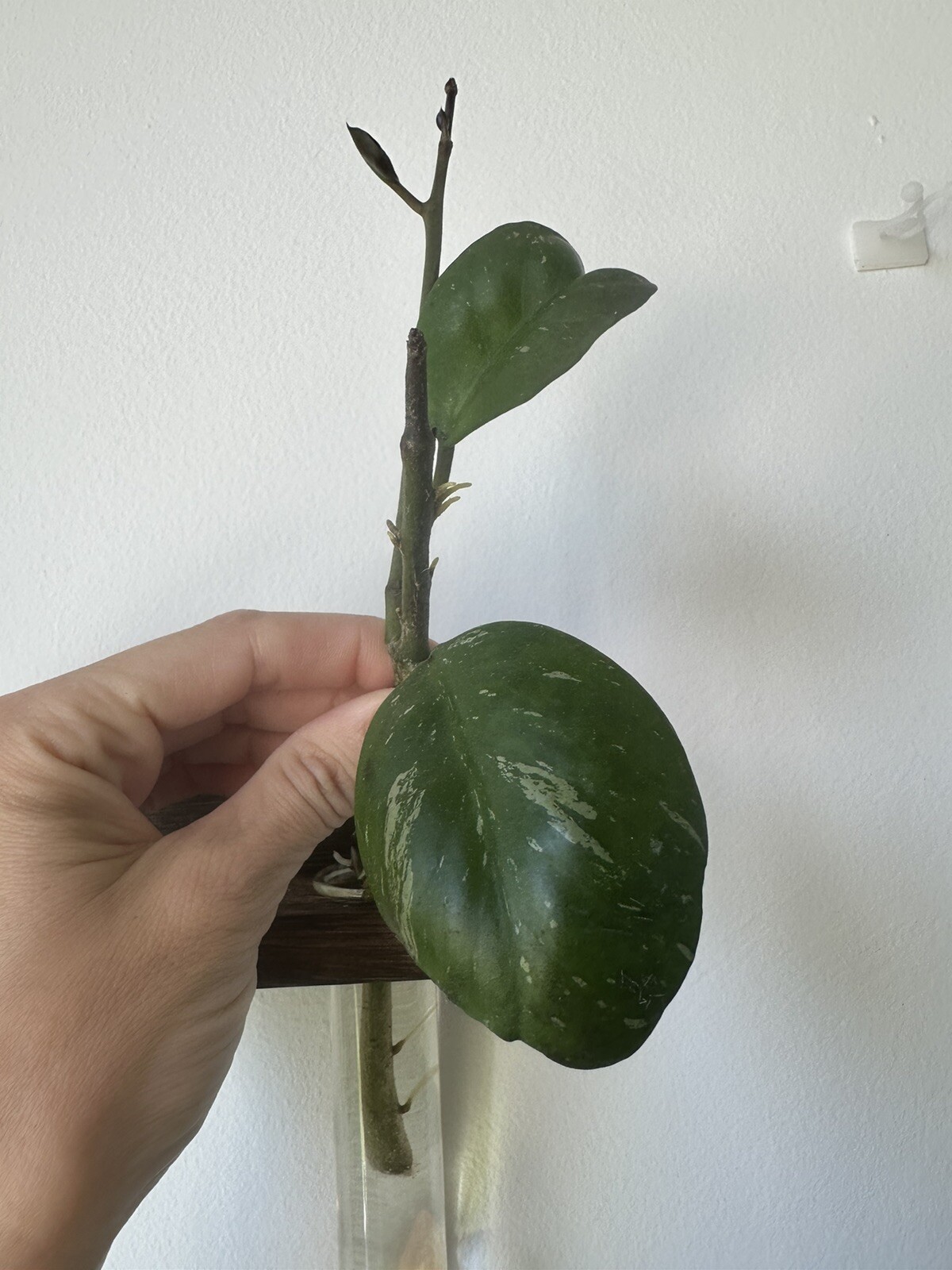 Hoya Obovata Splash Snippy