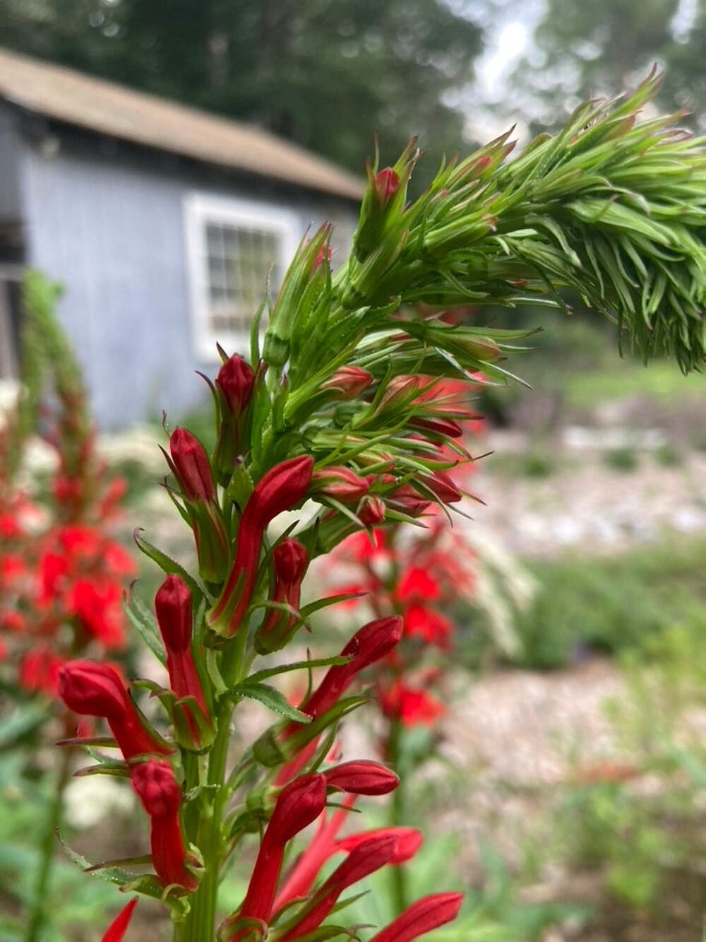 Cardinal Flower Seeds (Lobelia cardinalis) ~Native Wildflower Pollinator Garden