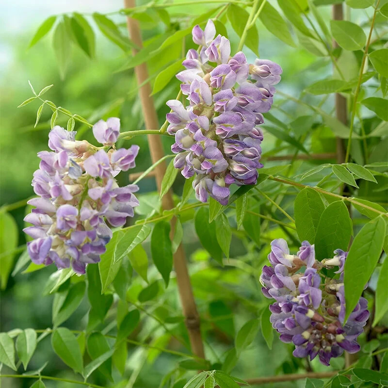 Blue Wisteria Live tree 3.5” in pot 8-14” tall