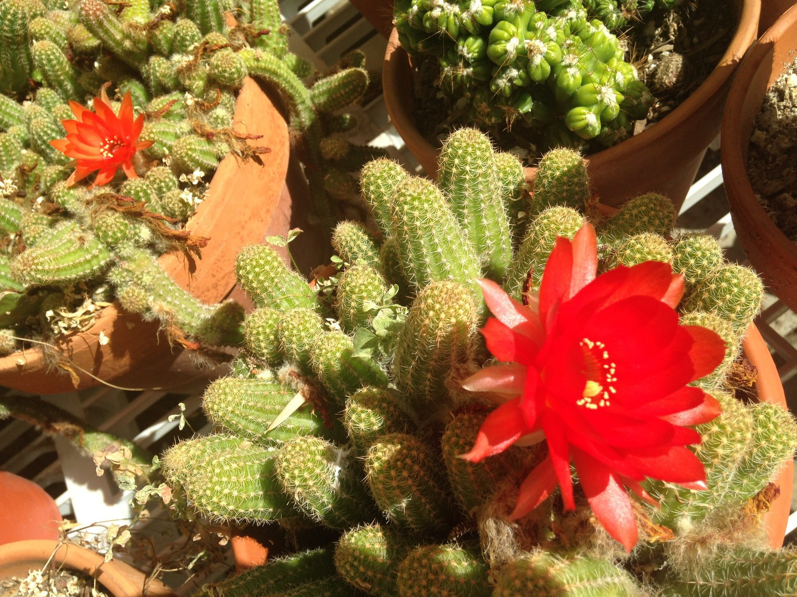 Chamaecereus hybrid ‘Peanut Cactus’ ~6″+ FAT Mixed Flower Yearlings