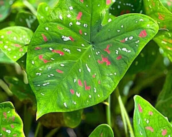 Caladium ‘Florida Clown’ Bulbs – Size #2 (4 Bulbs, 1″–1.5″) – New Crop 2025