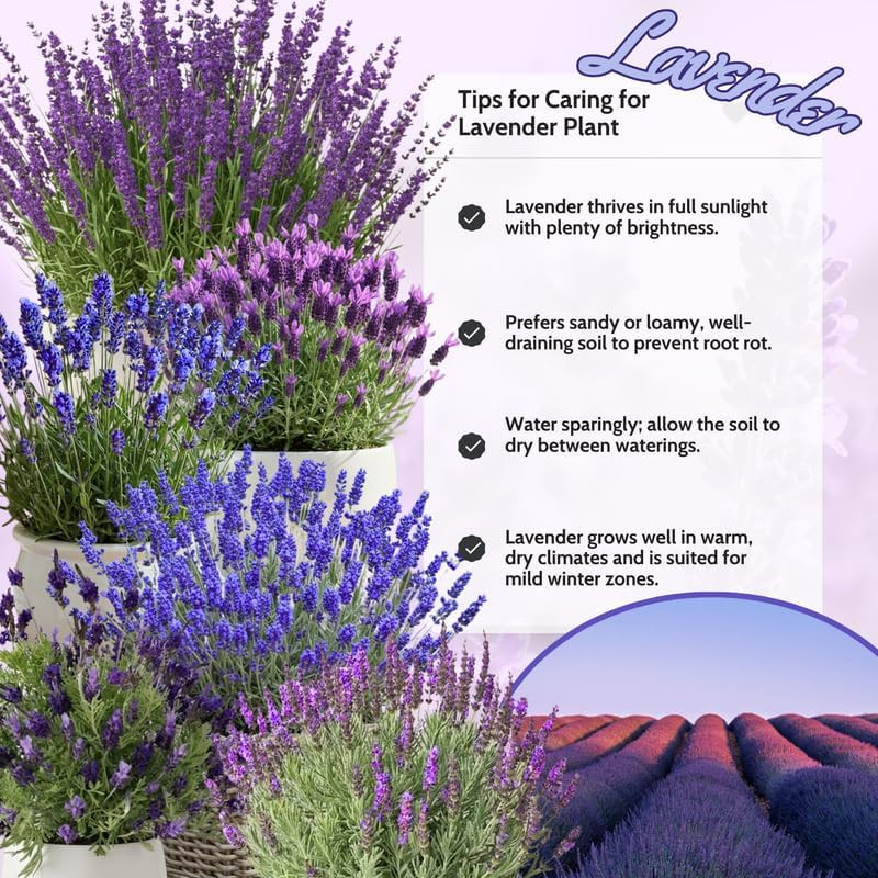 3 Plugs Lavender Plants Live Starter Plants 1-3″ in Tall, Hardy Perennial Lavend