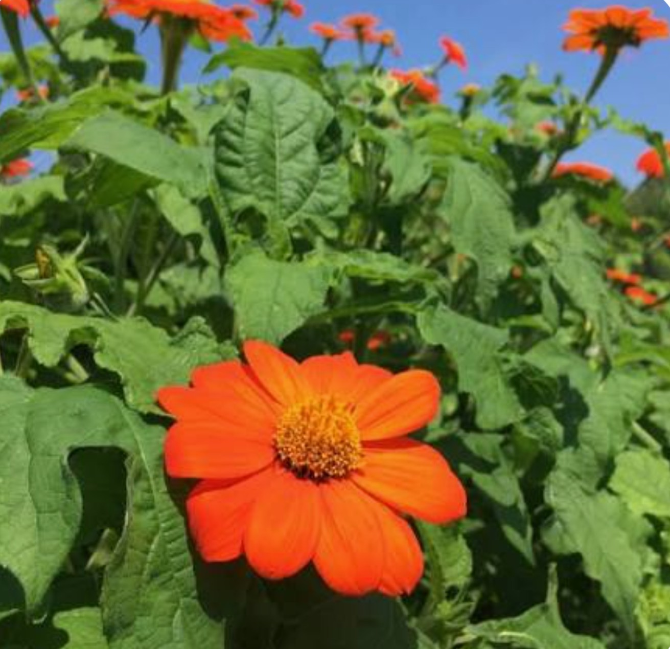 Organic Orange Mexican Sunflower Seeds