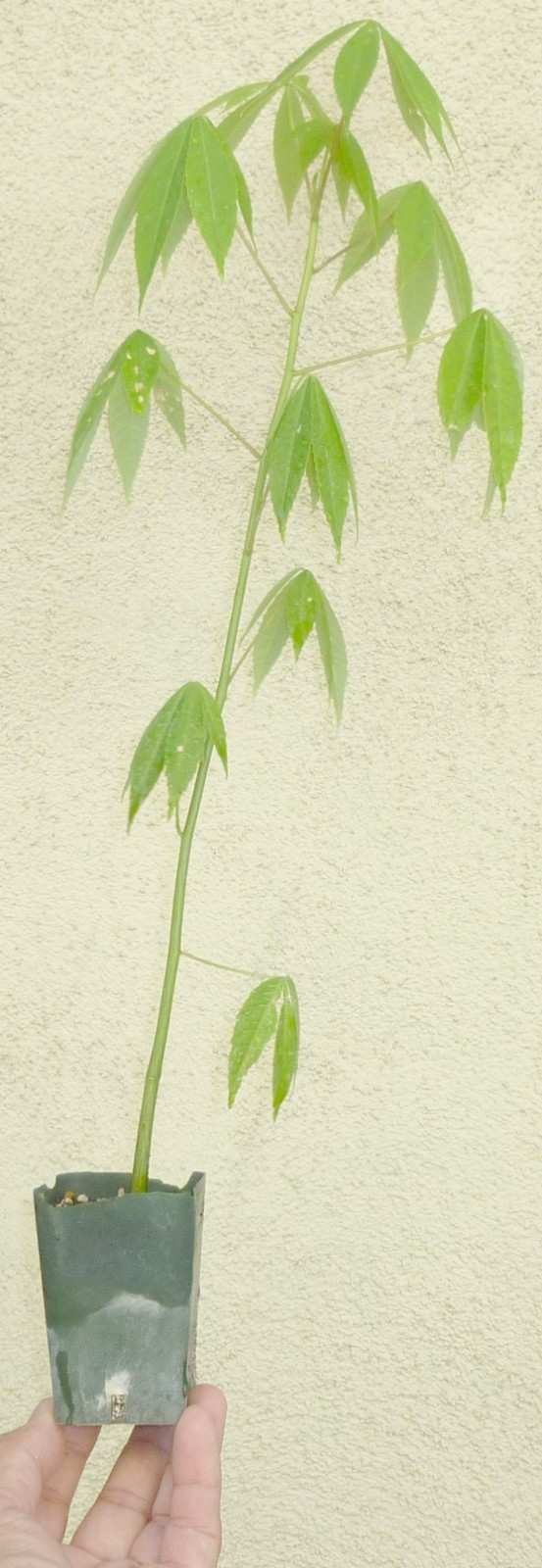 Chorisia Speciosa Silk Floss Tree Seedling Pre Bonsai Flowers