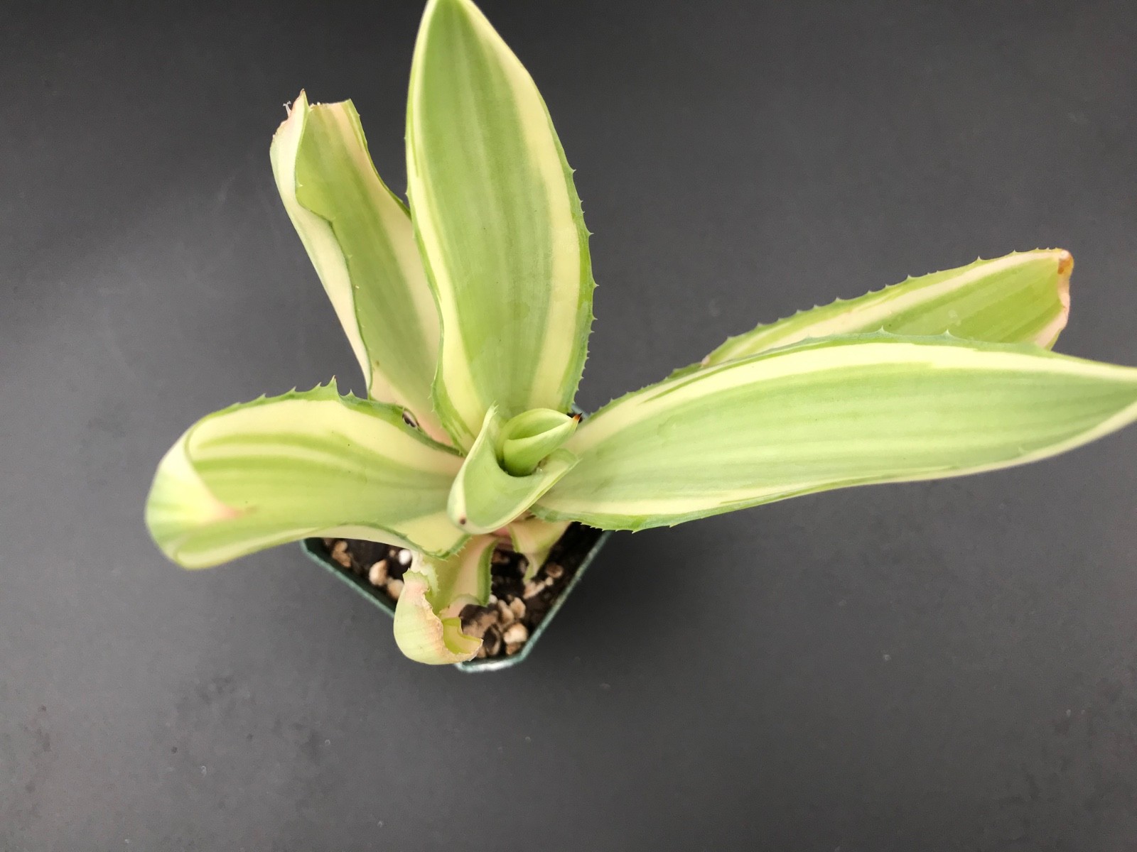 Agave, ‘Joe Hoak’ variegated Agave desmetiana, Beautiful rare Agave! Succulent.