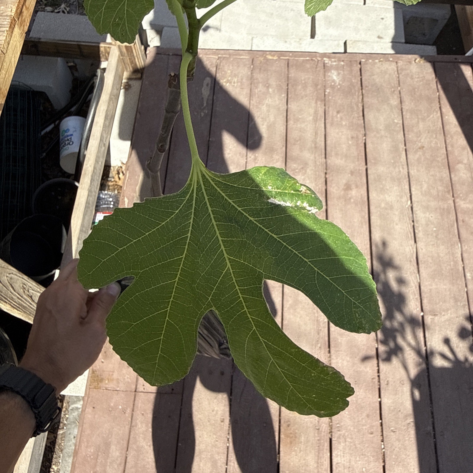 The God Father Fig Tree 🌲