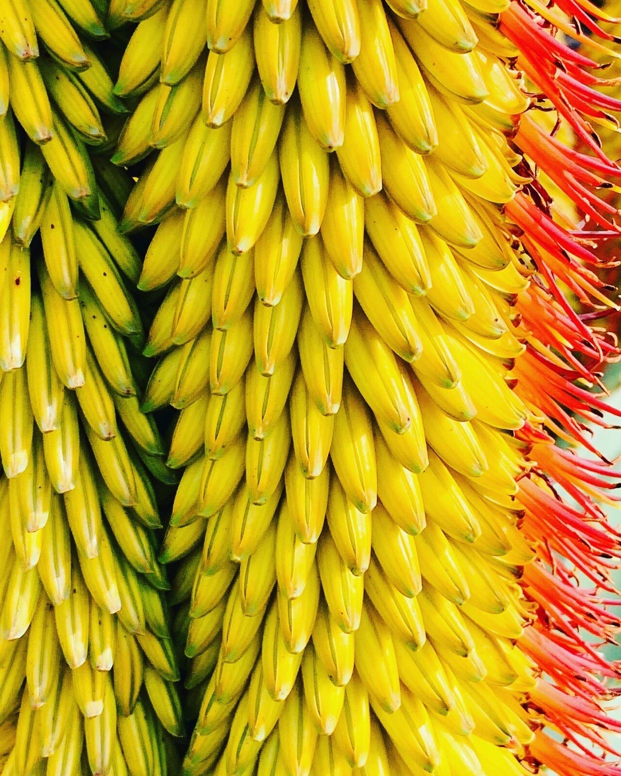 Yellow Flower Aloe ferox (Cape Aloe ) -Live Plant / Succulent Agave Rare Aloes