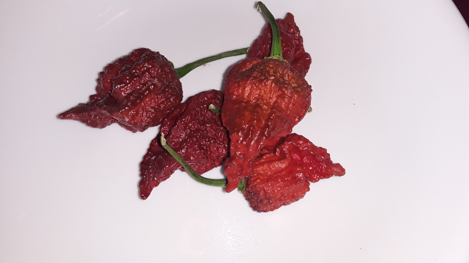 50+ Chocolate Carolina Reaper Chili Pepper Seeds World Record Hot Peppers
