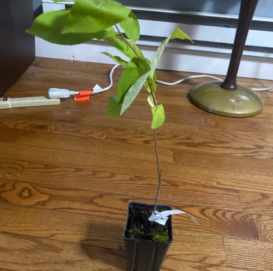 American Persimmon Tree – Live Plant 6–12″ Tall in Qt Pot – No Ship AK, HI, PR