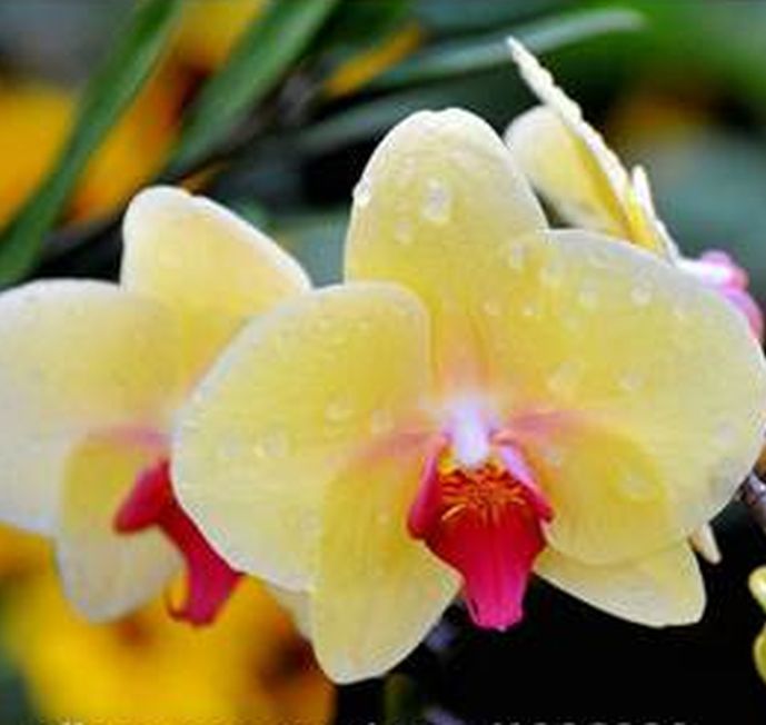 33 PCS Phalaenopsis Orchid Flower Seeds F66~F68, Plant Butterfly Orchid