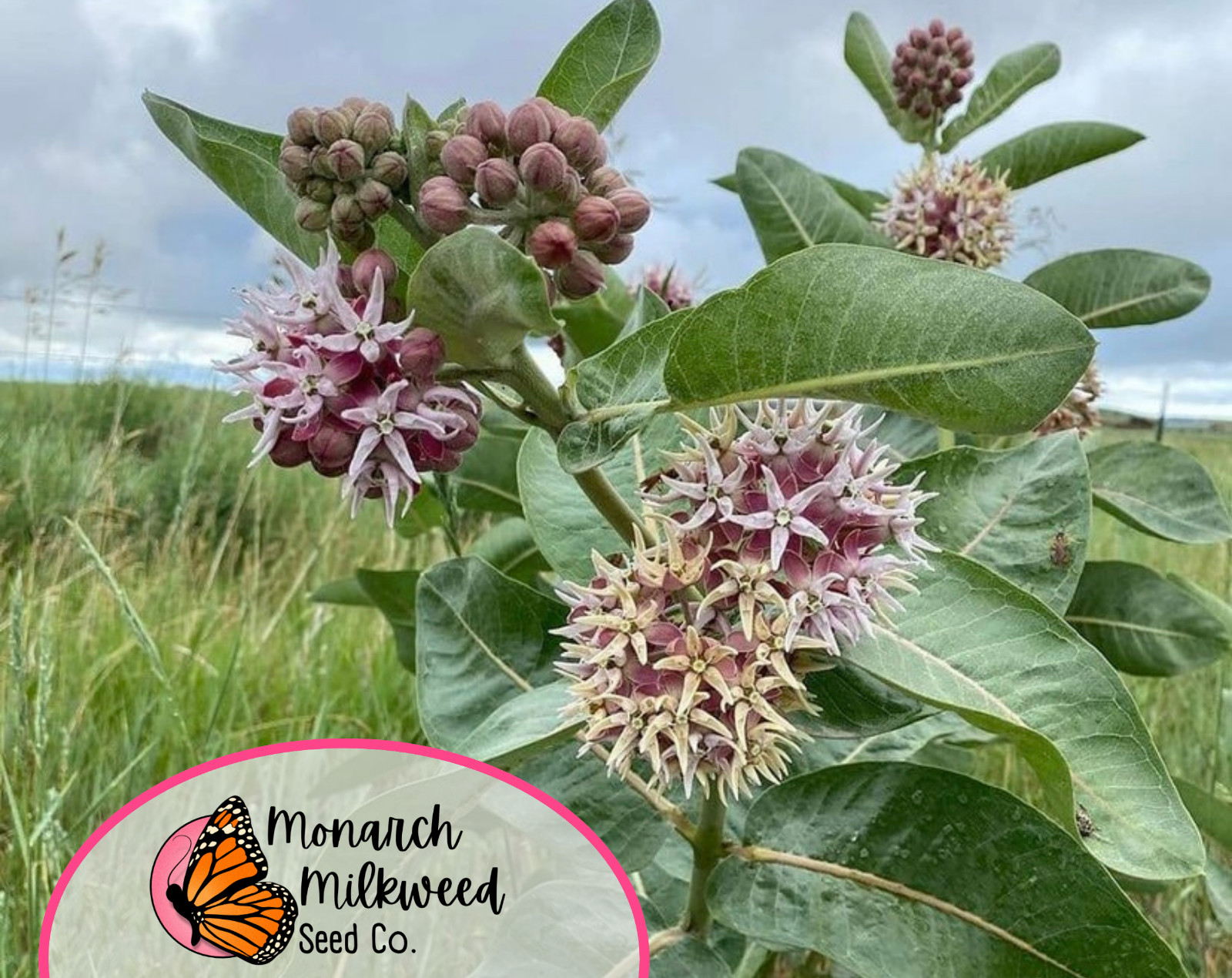 BULK Showy Milkweed Seeds | Monarch Butterfly Host Plant, Asclepias speciosa
