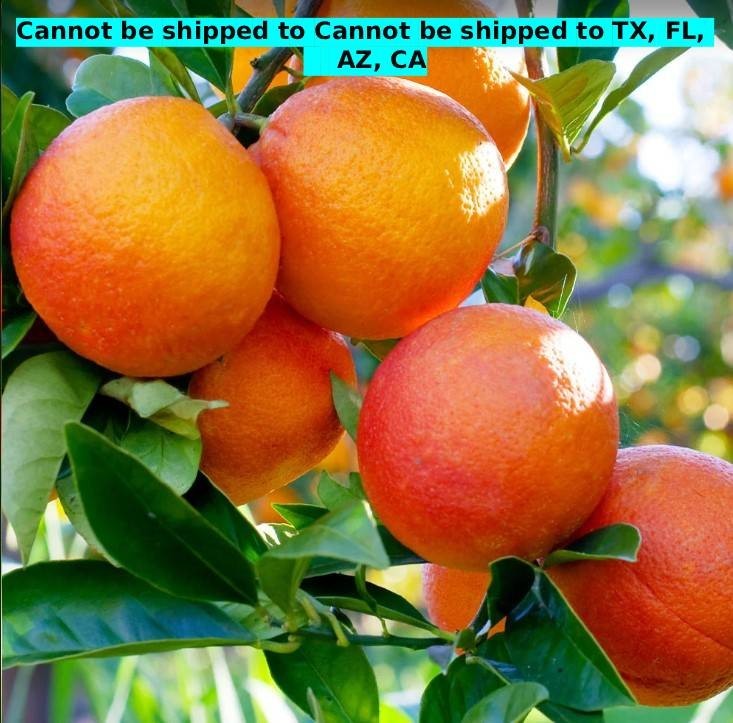 Blood Orange Tree Live Vaniglia Sanguigno Citrus Sinensis Grafted Fruit 4 In Pot