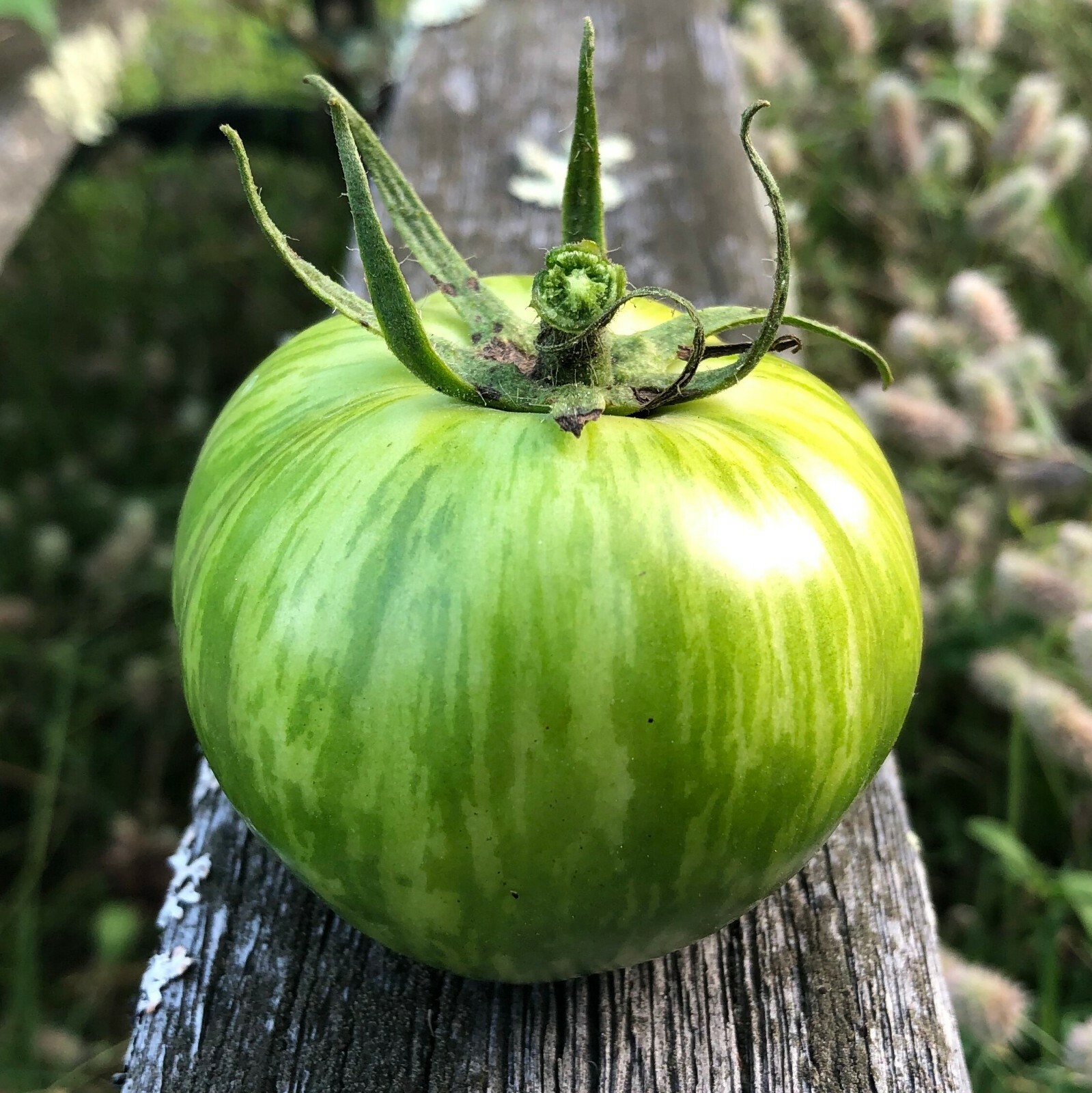 50 GREEN ZEBRA TOMATO SEEDS HEIRLOOM NON-GMO FRESH GARDEN HARVEST