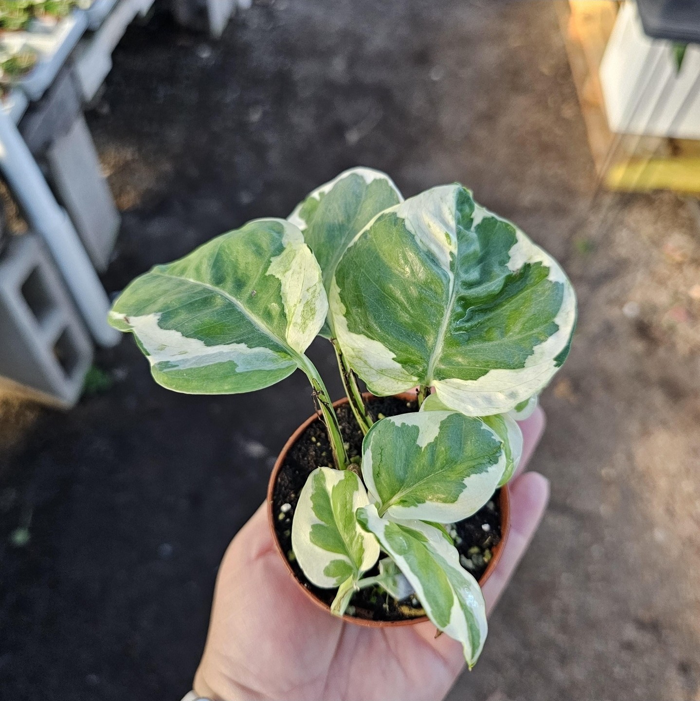 Pothos N’Joy – Rare Variegated Indoor Plant – Easy Care Houseplant 2” Pot