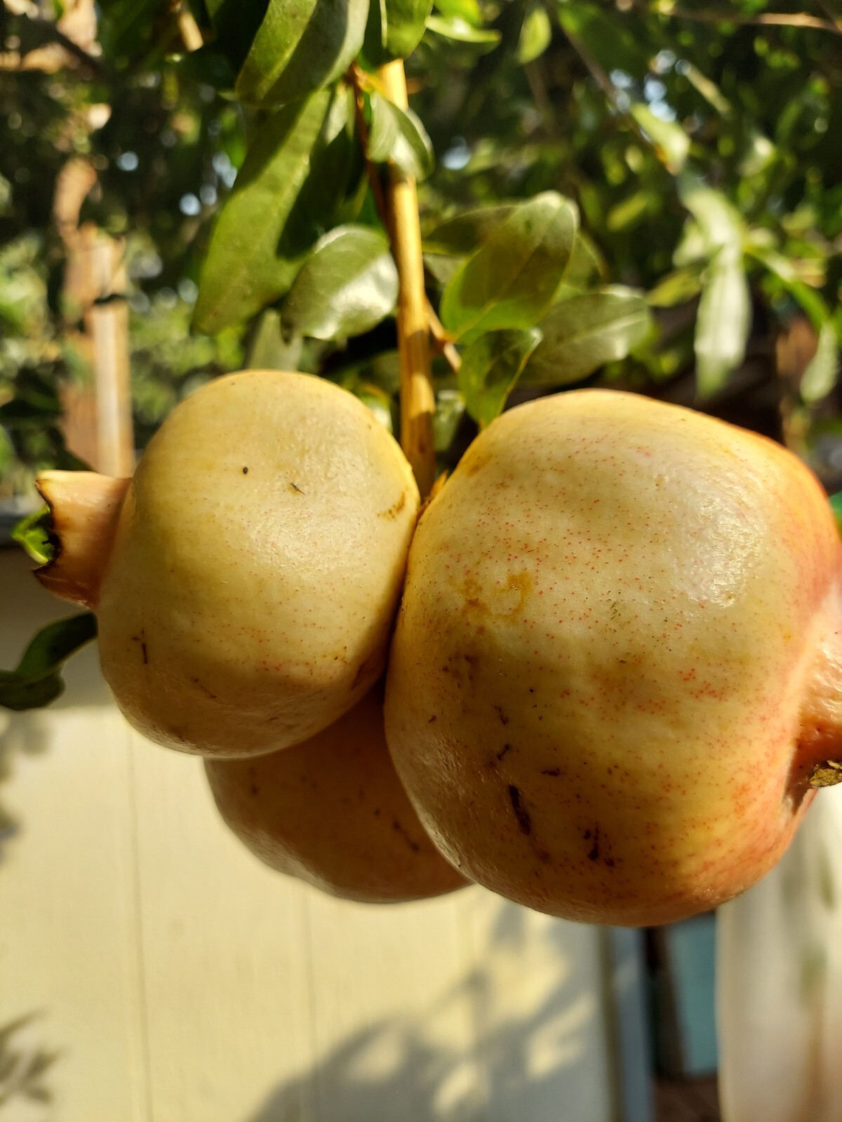 Very Rare Organic White Pomegranate 10 cuttings