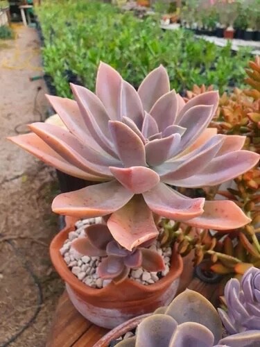 Rare Graptoveria Dusty Succulent Pink Rooted Live Plant 2-Inch Indoor Outdoor