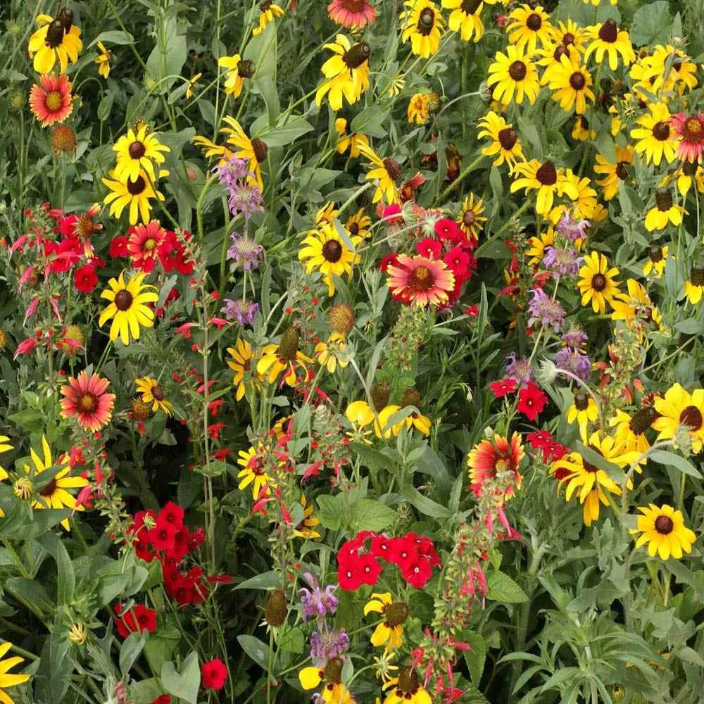 1 LB Texas and Oklahoma Wildflower Seed Mixes For Planting Outdoors