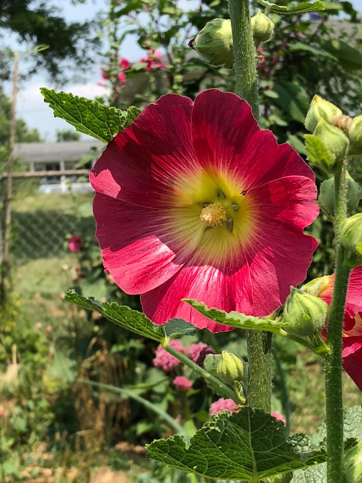 FRESH SEEDS Heirloom Old Fashion HOLLYHOCK Single Color Mix*Organic*Pollinators!