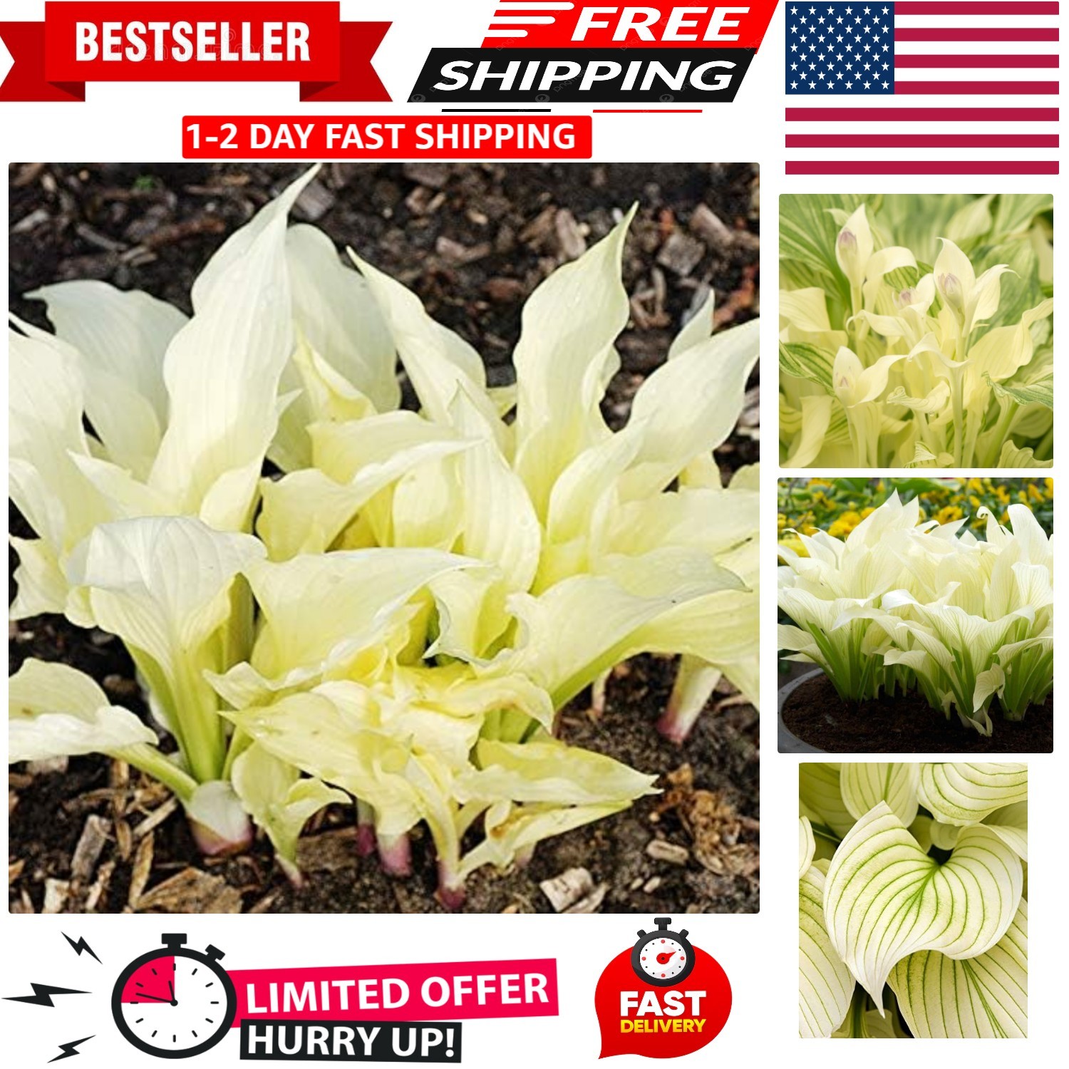 White Feather Hosta Root – Unique Perennial that Blooms in Spring/Summer