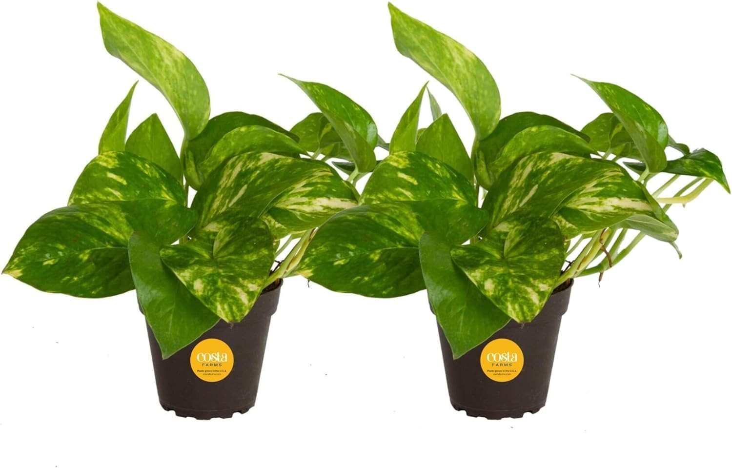 Pothos Live Plants, Devil’s Ivy in Plastic Pots, Easy to Maintain, Air Purify…
