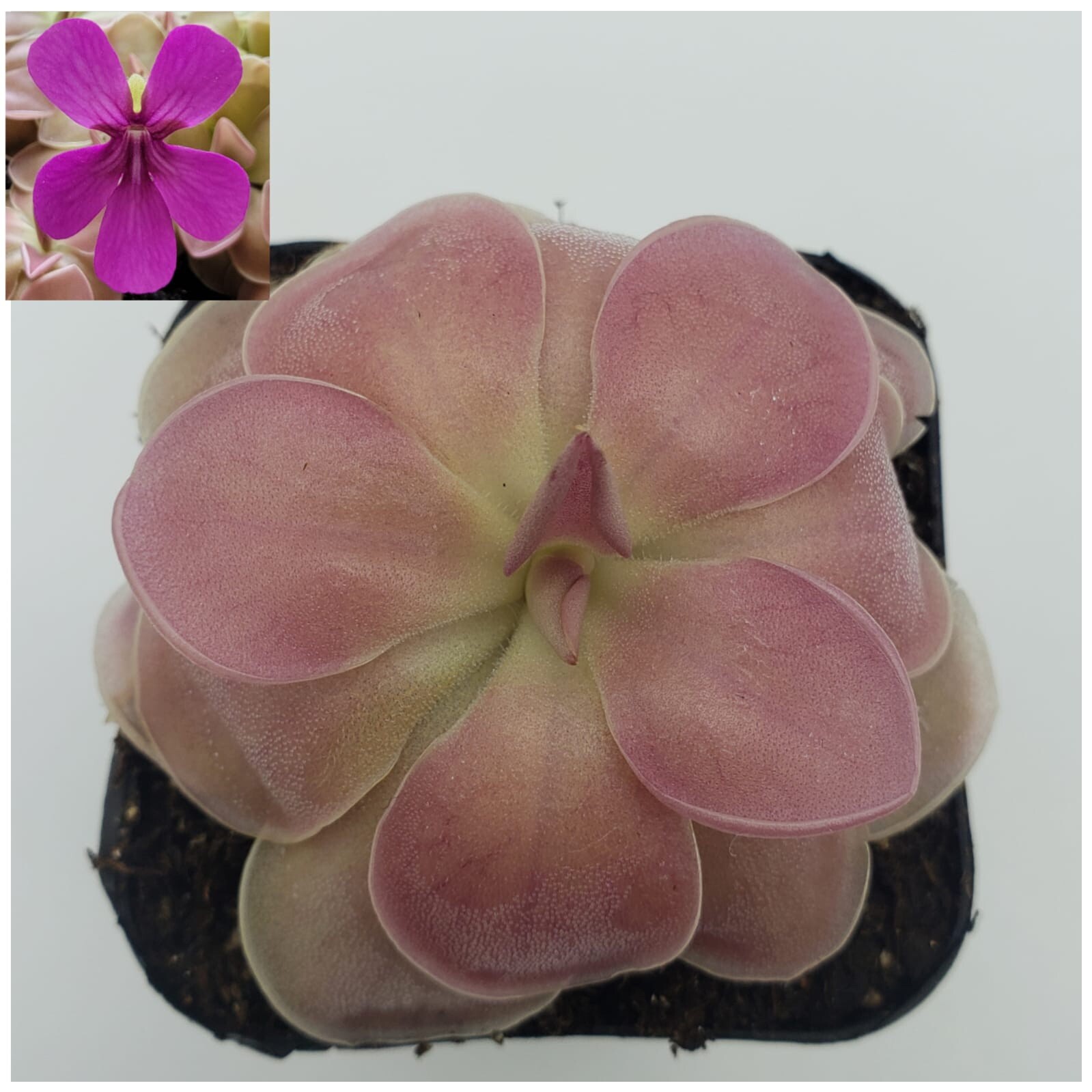 Pinguicula “Kewensis” (Butterworts) carnivorous plant