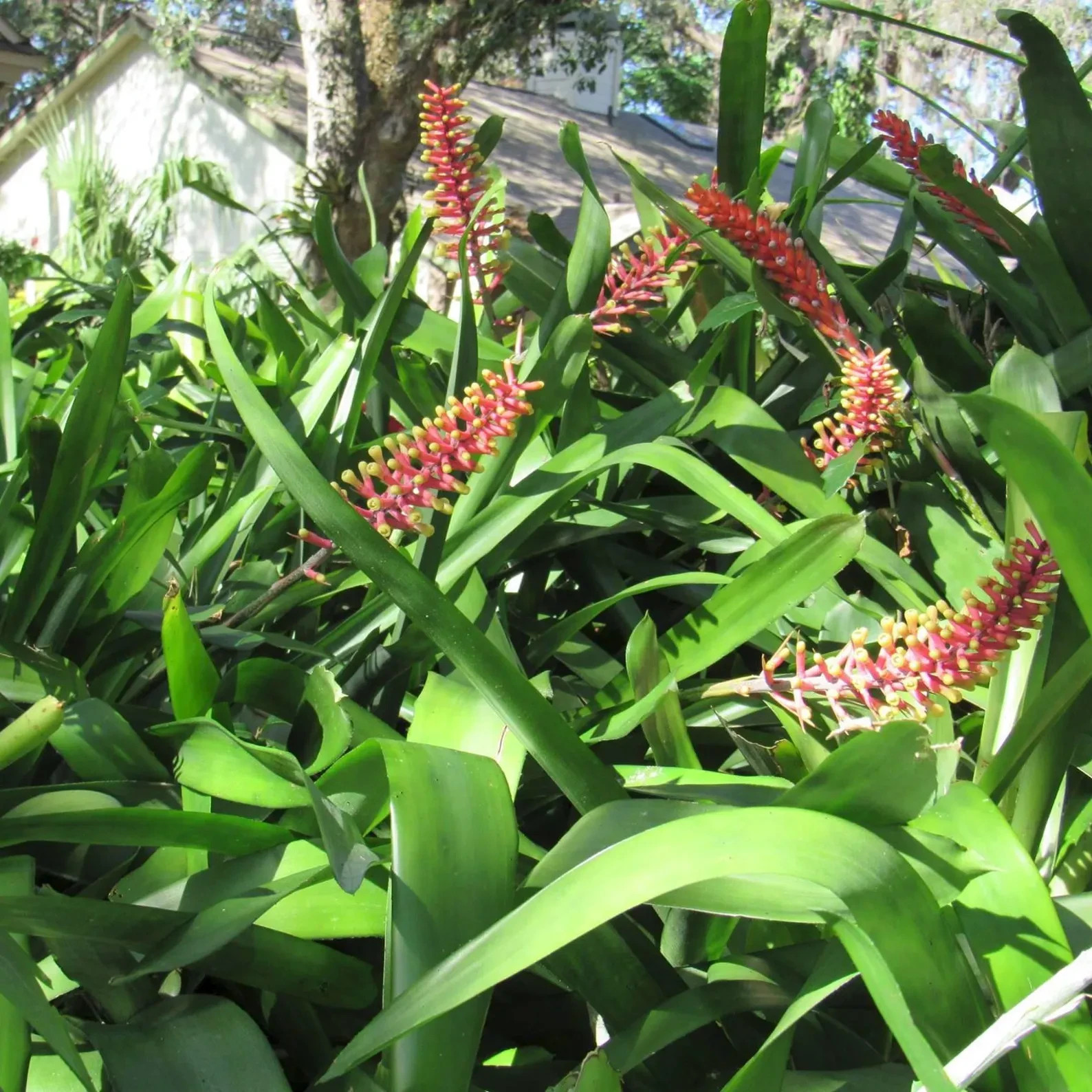 BUY 4 SAVE 15% BROMELIAD Aechmea KERTESZIAE Yellow Orange Matchstick Offset